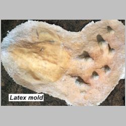 latex mold -lab.jpg